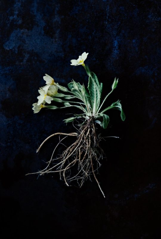 fleur emblématique de la cuisine du chef