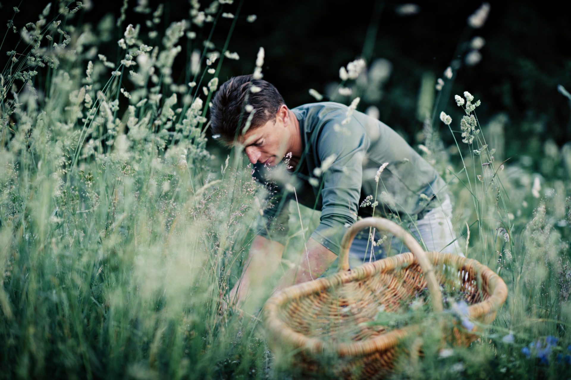 Chef Jean Sulpice cueille des herbes sauvages