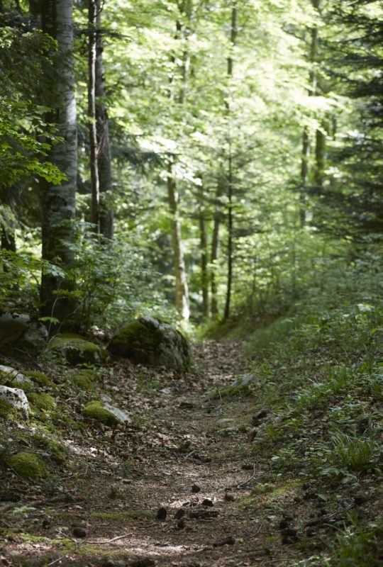 chemin en forêt près d'Annecy