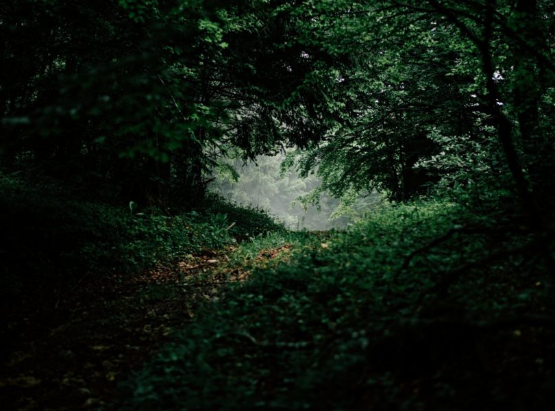 sous-bois en forêt